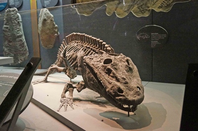 Un fósil en el Museo de Historia Natural de Londres