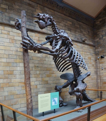 Un fósil en el Museo de Historia Natural de Londres