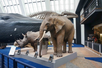 Sala de mamíferos en el Museo de Historia Natural de Londres