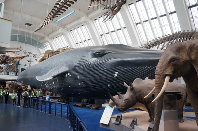 Sala de mamíferos en el Museo de Historia Natural de Londres