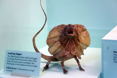 Un lagarto de volantes en el Museo de Historia Natural de Londres